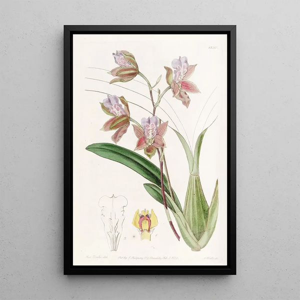 Sydenham Edwards - The Duke of Bedfords Oncidium.webp