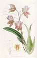 L'oncidium del duca di Bedford - Sydenham Edwards — vista dell’opera