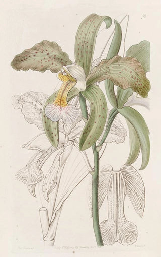 Sydenham Edwards - The Duke of Bedfords Roughlipped Cattleya.webp
