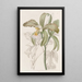 La cattleya à lèvres rugueuses du duc de Bedford - Sydenham Edwards — quadro incorniciato alla parete