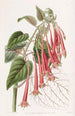 La fuchsia éclatante - Sydenham Edwards — vista dell’opera