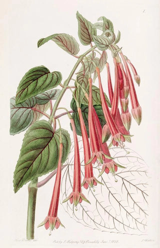 Sydenham Edwards - The Glowing Fuchsia.webp