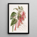 La fuchsia éclatante - Sydenham Edwards — quadro incorniciato alla parete