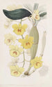Le dendrobe à arche dorée - Sydenham Edwards — vista dell’opera