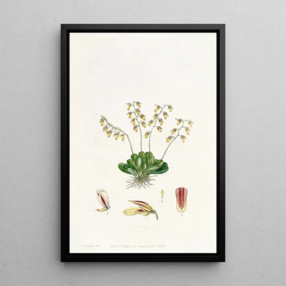 Sydenham Edwards - The Groby Pleurothallis.webp