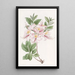 L'Azalée Blush Highclere - Sydenham Edwards — quadro incorniciato alla parete