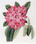 Le Rhododendron de Highclere - Sydenham Edwards — vista dell’opera