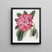 Le Rhododendron de Highclere - Sydenham Edwards — quadro incorniciato alla parete