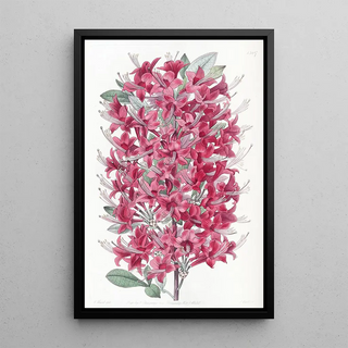 Sydenham Edwards - The Highclere Scarlet Azalea.webp