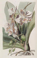 La Plante Papillon Indienne - Sydenham Edwards — vista dell’opera