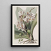 La Plante Papillon Indienne - Sydenham Edwards — quadro incorniciato alla parete