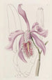 La Grande Cattleya - Sydenham Edwards — vista dell’opera