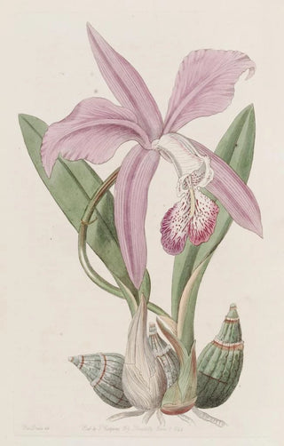 Sydenham Edwards - The Mayflower Laelia.webp