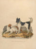 Le Chien de Terre-Neuve - Sydenham Edwards — vista dell’opera