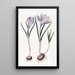 Le Crocus Vernal Peint - Sydenham Edwards — quadro incorniciato alla parete