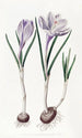 Le Crocus Vernal Peint - Sydenham Edwards — vista dell’opera