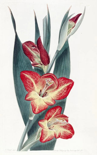Sydenham Edwards - The Parrot Gladiole.webp