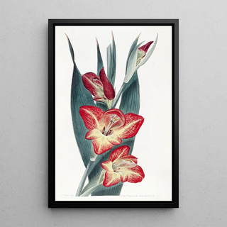 Sydenham Edwards - The Parrot Gladiole.webp