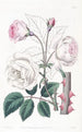 La Rose Ruga - Sydenham Edwards — vista dell’opera