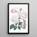 La Rose Ruga - Sydenham Edwards — quadro incorniciato alla parete