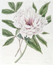 La Pivoine Arbustive Semi-Double - Sydenham Edwards — vista dell’opera