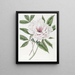 La Pivoine Arbustive Semi-Double - Sydenham Edwards — quadro incorniciato alla parete