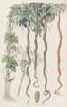Le Concombre Serpent ou Fleur de Cheveux - Sydenham Edwards — vista dell’opera
