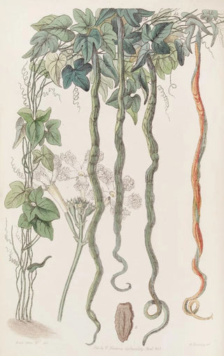 Sydenham Edwards - The Serpent Cucumber or Hairblossom.webp