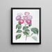 La Rose des Sept Sœurs - Sydenham Edwards — quadro incorniciato alla parete
