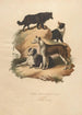 Le Chien de Berger et Le Cur - Sydenham Edwards — vista dell’opera