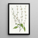 Le Prunier Chinois Simple - Sydenham Edwards — quadro incorniciato alla parete
