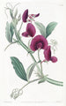 Le Pois de Tanger - Sydenham Edwards — vista dell’opera