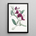 Le Pois de Tanger - Sydenham Edwards — quadro incorniciato alla parete