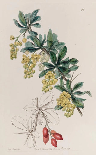 Sydenham Edwards - The Tanners Berberry.webp