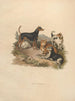 Le Terrier - Sydenham Edwards — vista dell’opera