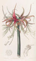 La Sprekelia à fleurs courtes - Sydenham Edwards — vista dell’opera