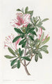 L'azalée cinese variegata - Sydenham Edwards — vista dell’opera