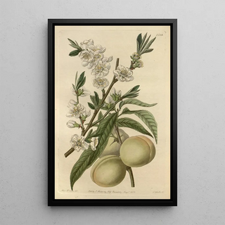 Sydenham Edwards - The White Peach.webp