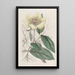La pivoine jaune - Sydenham Edwards — quadro incorniciato alla parete