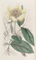 La pivoine jaune - Sydenham Edwards — vista dell’opera