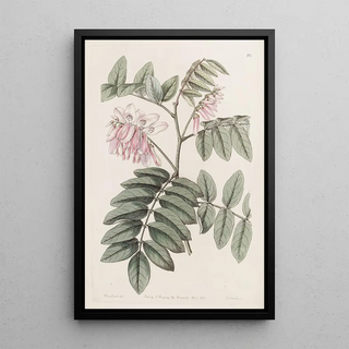 Sydenham Edwards - The comely Indigo.webp