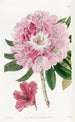 Le rhododendron charmant - Sydenham Edwards — vista dell’opera