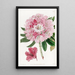 Le rhododendron charmant - Sydenham Edwards — quadro incorniciato alla parete