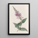 Le buddleia cinese porpora - Sydenham Edwards — quadro incorniciato alla parete
