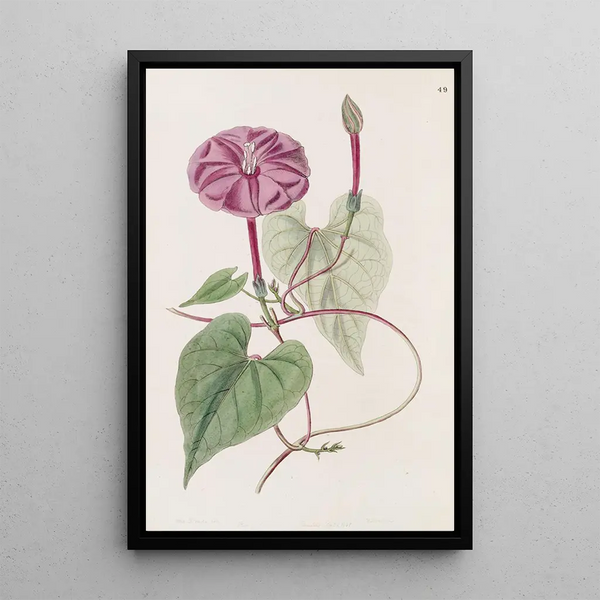 Sydenham Edwards - The true Jalap plant.webp