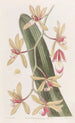 Le cymbidium à feuilles épaisses - Sydenham Edwards — vista dell’opera