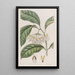 Le hoya à feuilles épaisses - Sydenham Edwards — quadro incorniciato alla parete
