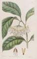 Le hoya à feuilles épaisses - Sydenham Edwards — vista dell’opera