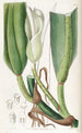 Le philodendron à nervures épaisses - Sydenham Edwards — vista dell’opera