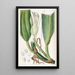 Le philodendron à nervures épaisses - Sydenham Edwards — quadro incorniciato alla parete